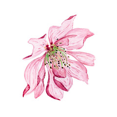 Watercolor Lily Flower (hand drawn)

