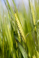Fototapeta premium Fresh wheat on a summer day.
