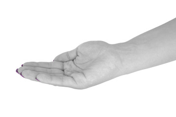 Open hand showing something, middle-aged female's skin, magenta manicure. Isolated on white background