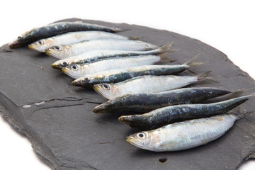 Sardines