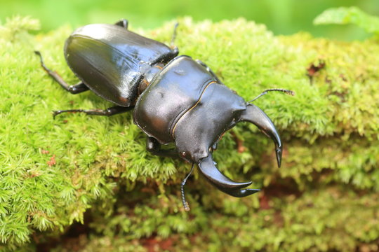 Japanese great stag beetle (Dorcus hopei hopei) in China
