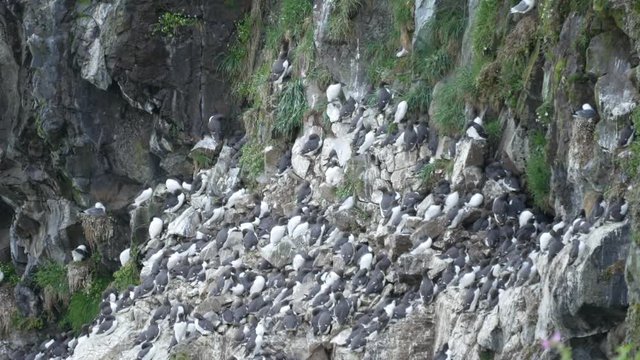 Razorbill (Alca torda) on Skomer Island, Wales, Pembrokeshire, South Wales, UK