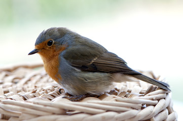 Rouge gorge sur un panier en osier