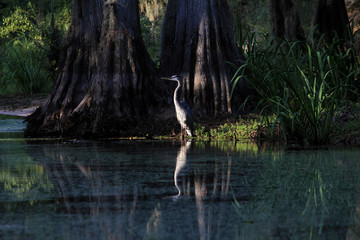 Blue Heron and Big Cypress Trees