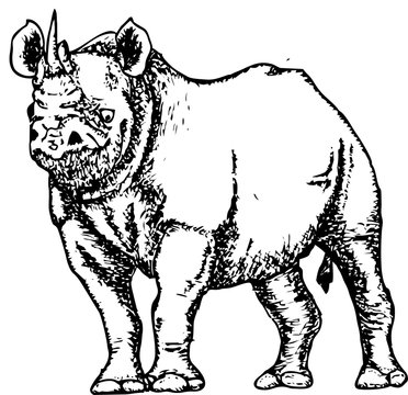 Black and white drawing of a rhinoceros sketch
