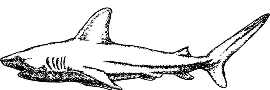 Shark Hand drawn vectors freehand sketching