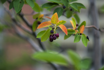 Dark purple crab apples are surrounded by green and orange leaves.