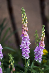 Pink and purple foxglove flowers bloom in summertime. © Katherine Kirkland