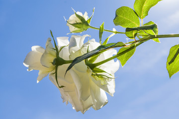 White roses and  blue sky. Blooming roses. © O de R