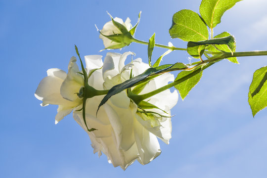 White roses and  blue sky. Blooming roses.