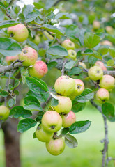 view on seasonal fresh ripe cultivated apple tree with fruits outdoors
