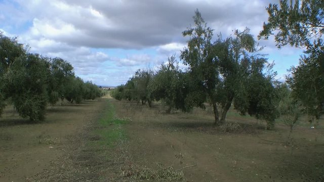 Olive branches with green olives moving in ecological cultivation of olive trees near Jaen, Andalusia, Spain