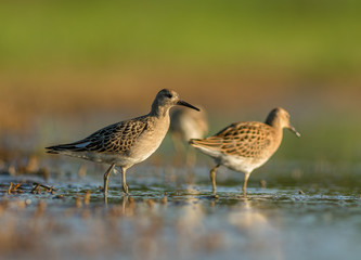 bataliony  © dejuna