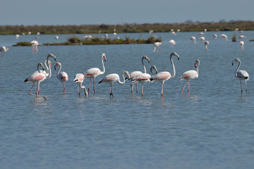 flamencos en las salinas de bonanza