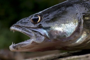 Zander in Detail, the freshwater Fish from Deep, Sander lucioperca