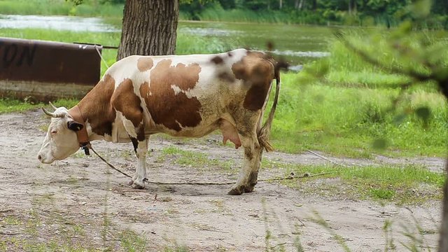 Cow tied to a tree.