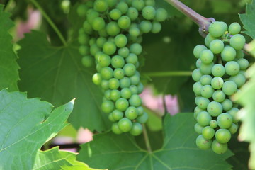 green grapes on the vine