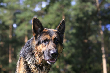Wet dog german shepherd in a water in a summer day
