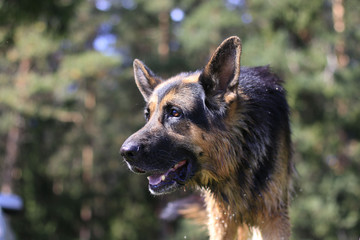 Wet dog german shepherd in a water in a summer day
