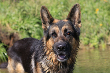 Wet dog german shepherd in a water in a summer day