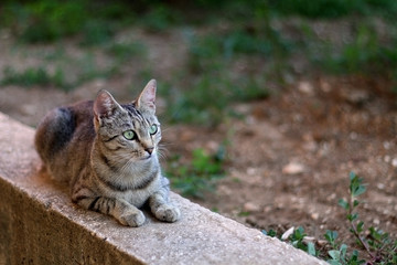 Naklejka na ściany i meble Beautiful tabby cat lying in the garden. Selective focus. 