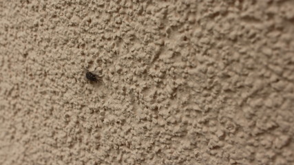 insect, facade