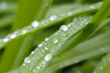 Blade of grass with dew drops