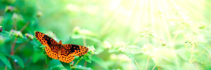 Obraz premium Beautiful butterfly with sunrays