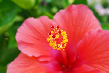 Fototapeta premium Close-up of a red hibiscus flower in bloom