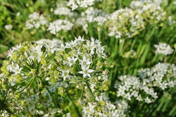 White flowers of the garlic chive nira herb