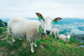 Obraz premium Herd of sheep grazing on mountain meadow