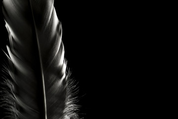 Feathers on a dark background. Place for text.