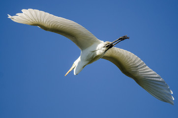 Great Egret Flying in a Blue Sky