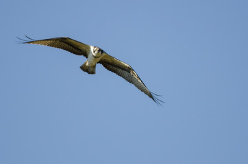Fototapeta na wymiar Lone Osprey Making Direct Eye Contact While Flying in Blue Sky