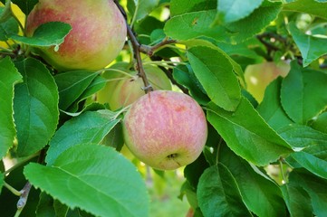 Fresh apples growing on trees at an apple orchard