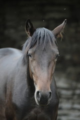 Obraz premium Brązowy koń z bliska portret