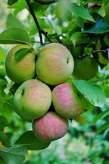 Fresh apples growing on trees at an apple orchard