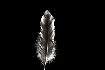 Feathers in the dark. Light falling on beautiful feathers. Great plan. Can be used for presentations, calendar, screensavers.