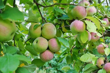 Fresh apples growing on trees at an apple orchard