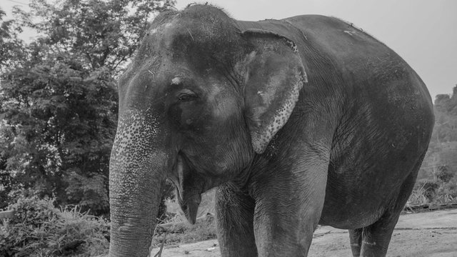 Black and white photo closeup of yawning elephant