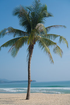 Single palm tree on a tropical beach over sea and sky background in summer day