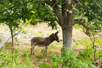 Donkey