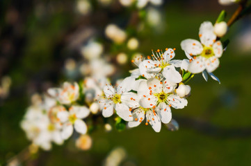 Spring garden blossoms