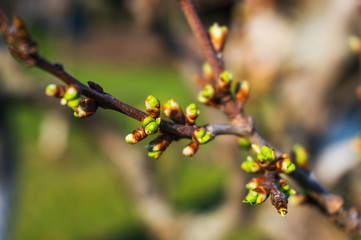 Tree flower buds