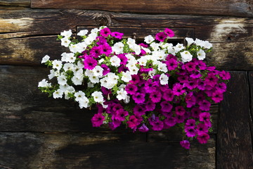 Fototapeta na wymiar White and violet flowers covering window of wooden log cabin