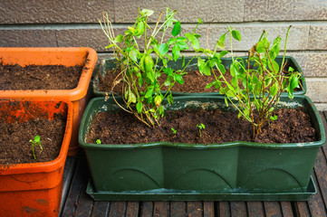 Aromatic herbs in flowerpots