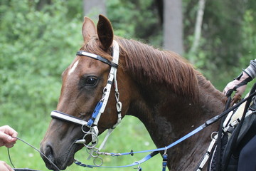 Endurance horse portrait