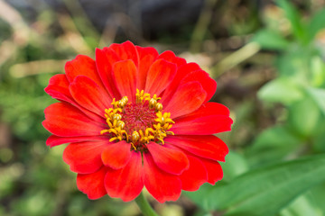 zinnia