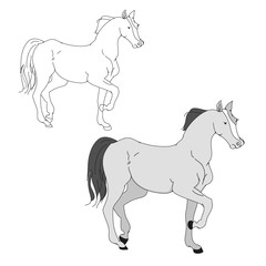 The contour of the gait of the horse