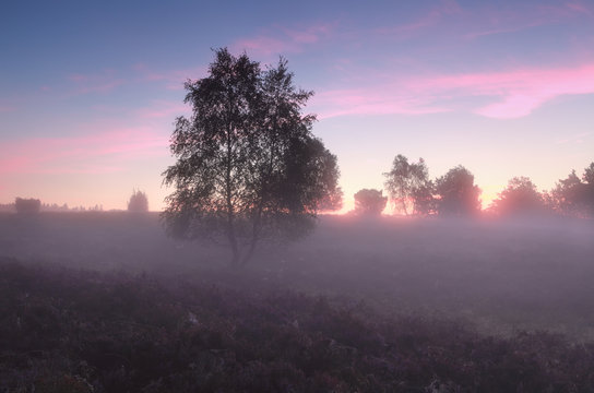 birch tree and heather in fog © Olha Rohulya